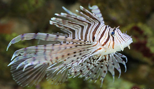 PTEROIS ANTENNATA